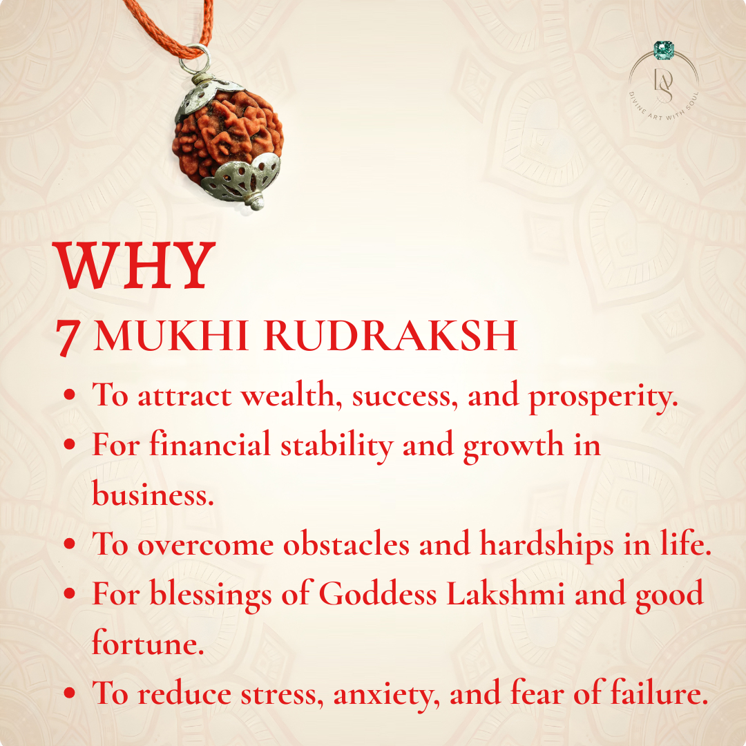 Nepal Origin 7 Mukhi Rudraksha