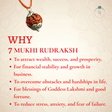 Nepal Origin 7 Mukhi Rudraksha
