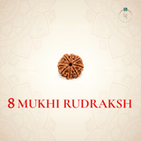 Nepal Origin 8 Mukhi Rudraksha