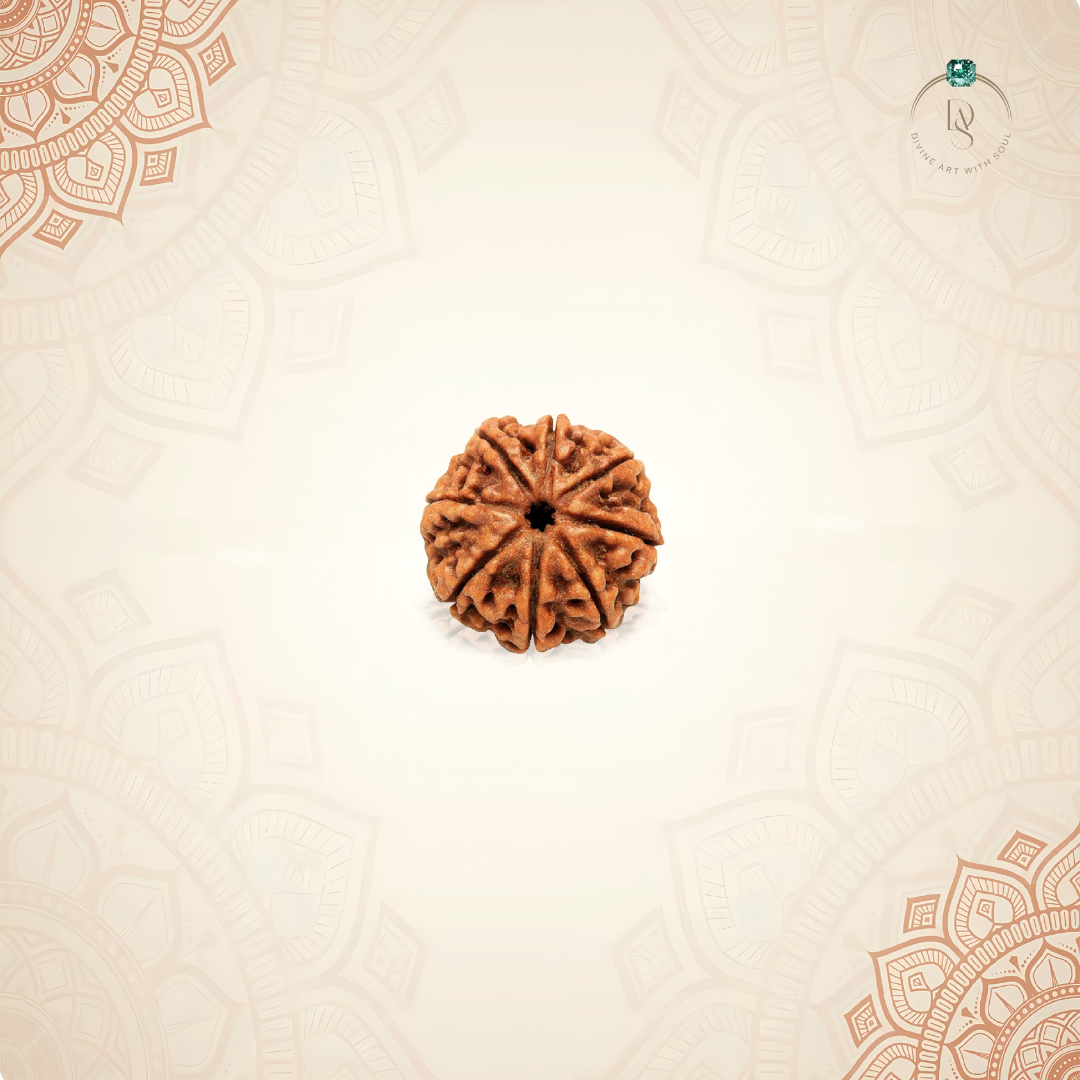 Nepal Origin 8 Mukhi Rudraksha
