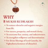 Nepal Origin 8 Mukhi Rudraksha