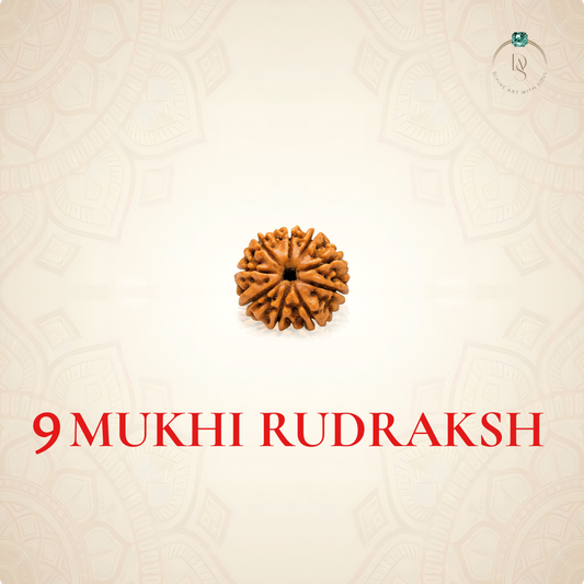 Nepal Origin 9 Mukhi Rudraksha