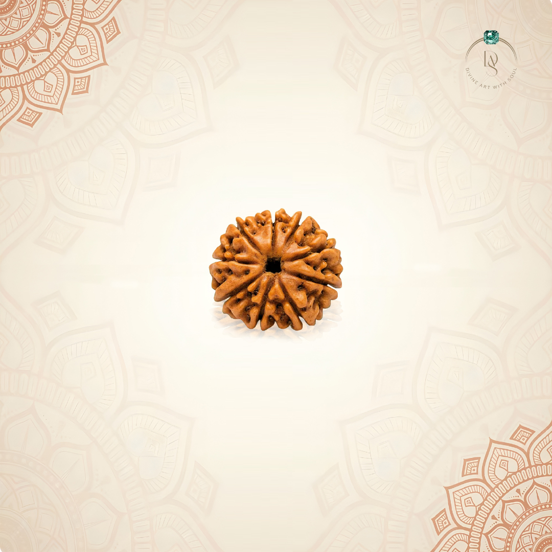 Nepal Origin 9 Mukhi Rudraksha